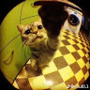 Meet your Posher, Averie